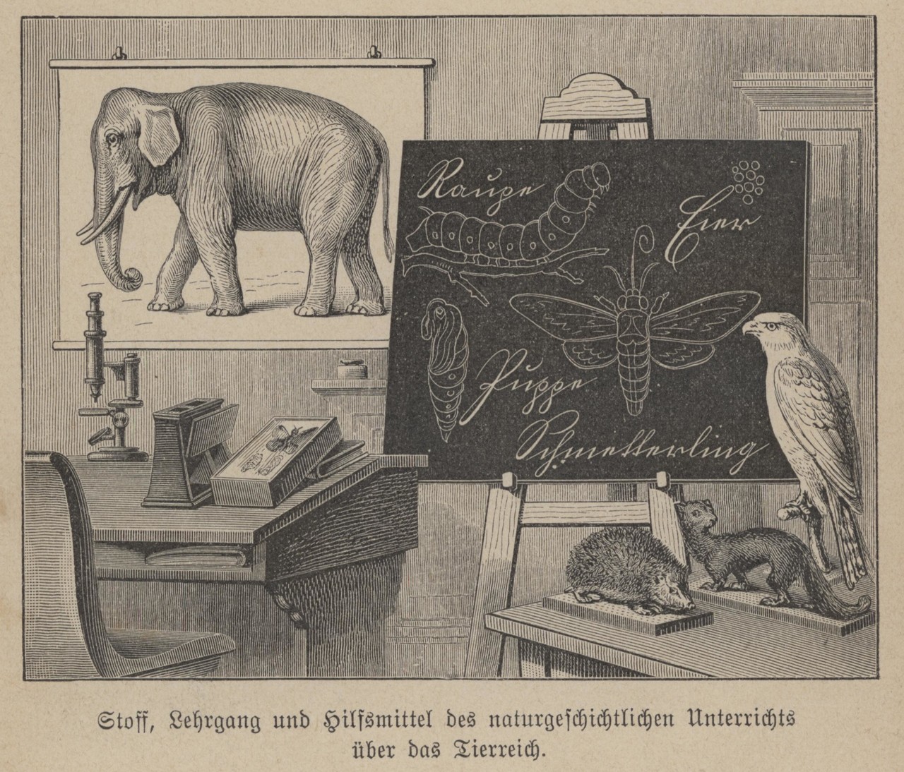 Das Frontispiz des Schulbuchs „Der Mensch und das Tierreich“ vereint laut „Vorrede“ „Stoff, Lehrgang und Hilfsmittel des ersten naturgeschichtlichen Unterrichts über das Tierreich“. (Foto: Alltagskulturarchiv)