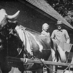 Rinderanspannung in Burgsteinfurt-Sellen, Hof Kolthoff, um 1930 (Foto: privat) (vergrößerte Bildansicht wird geöffnet)