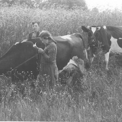 Kinder hüten Kühe in Havixbeck, 1954. Foto: Adolf Risse. Archiv für Alltagskultur in Westfalen, 0000.03095. (vergrößerte Bildansicht wird geöffnet)