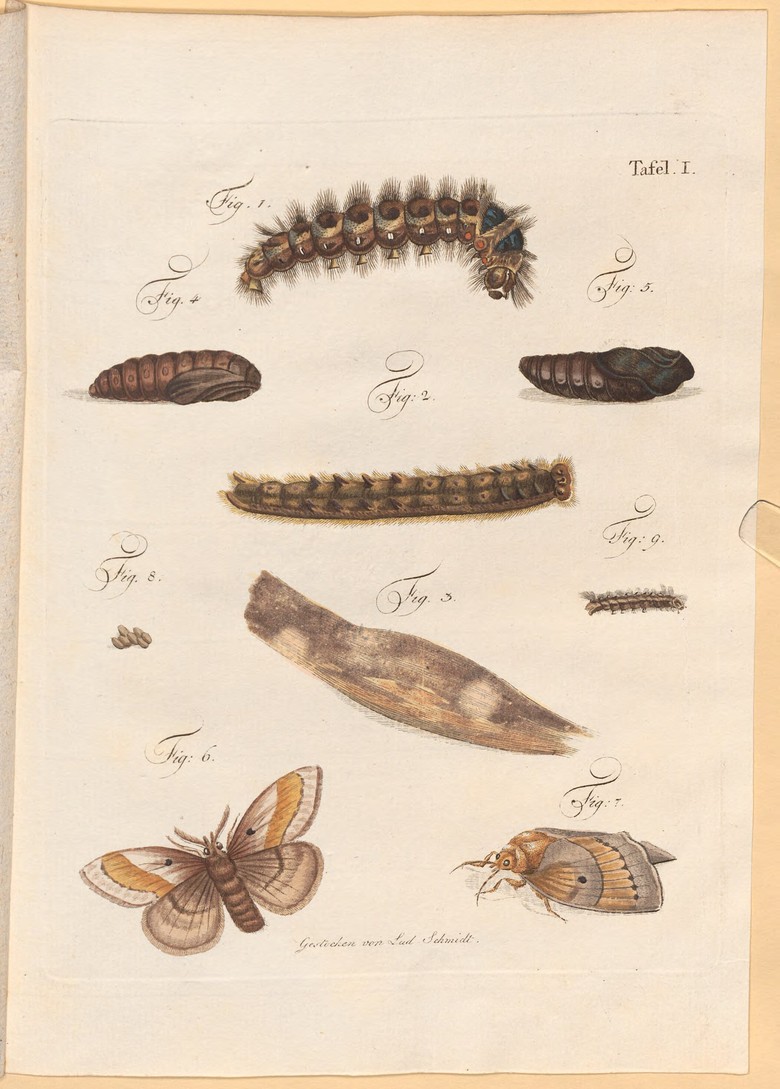 Bildtafel I aus Carl Wilhelm Hennert: Ueber den Raupenfraß und Windbruch..., Leipzig 1798.