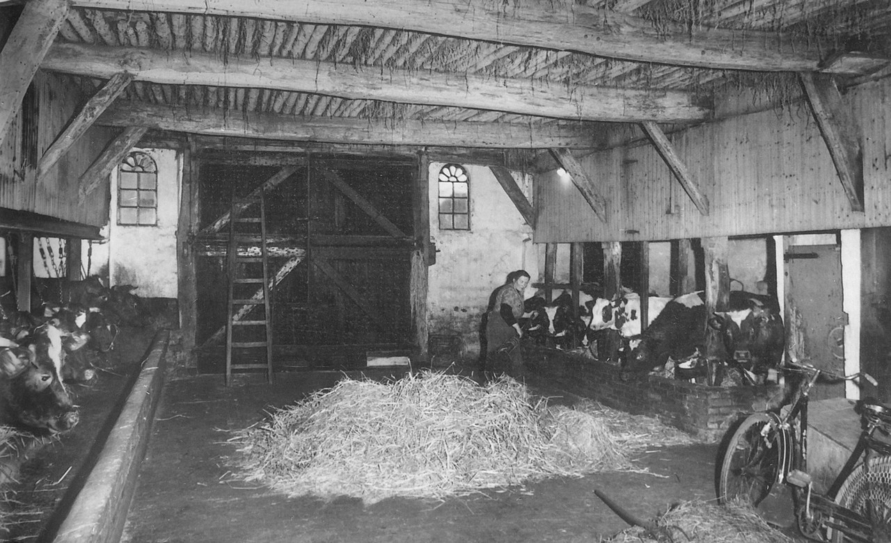 Vieh versorgen im Stall in Zwillbrock bei Vreden (um 1950).