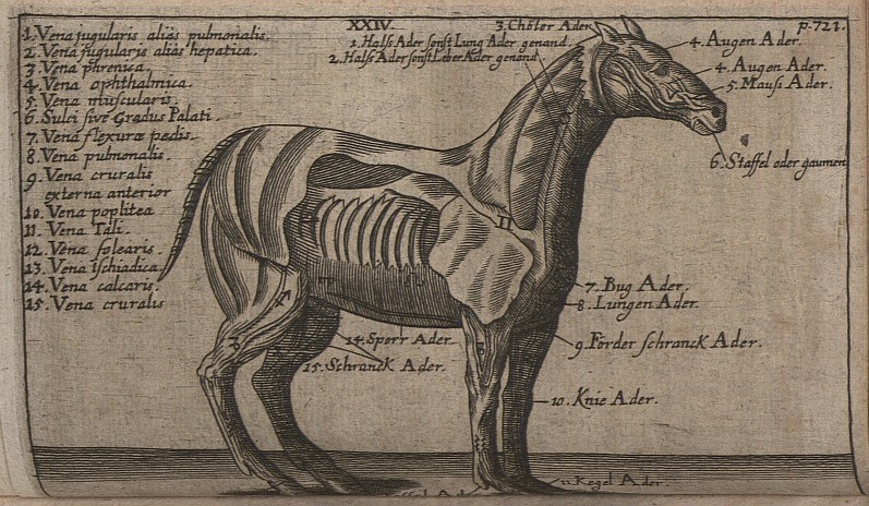 Blutgefäßsystem des Pferds