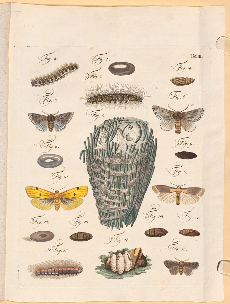 Bildtafel III aus Carl Wilhelm Hennert: Ueber den Raupenfraß und Windbruch..., Leipzig 1798.