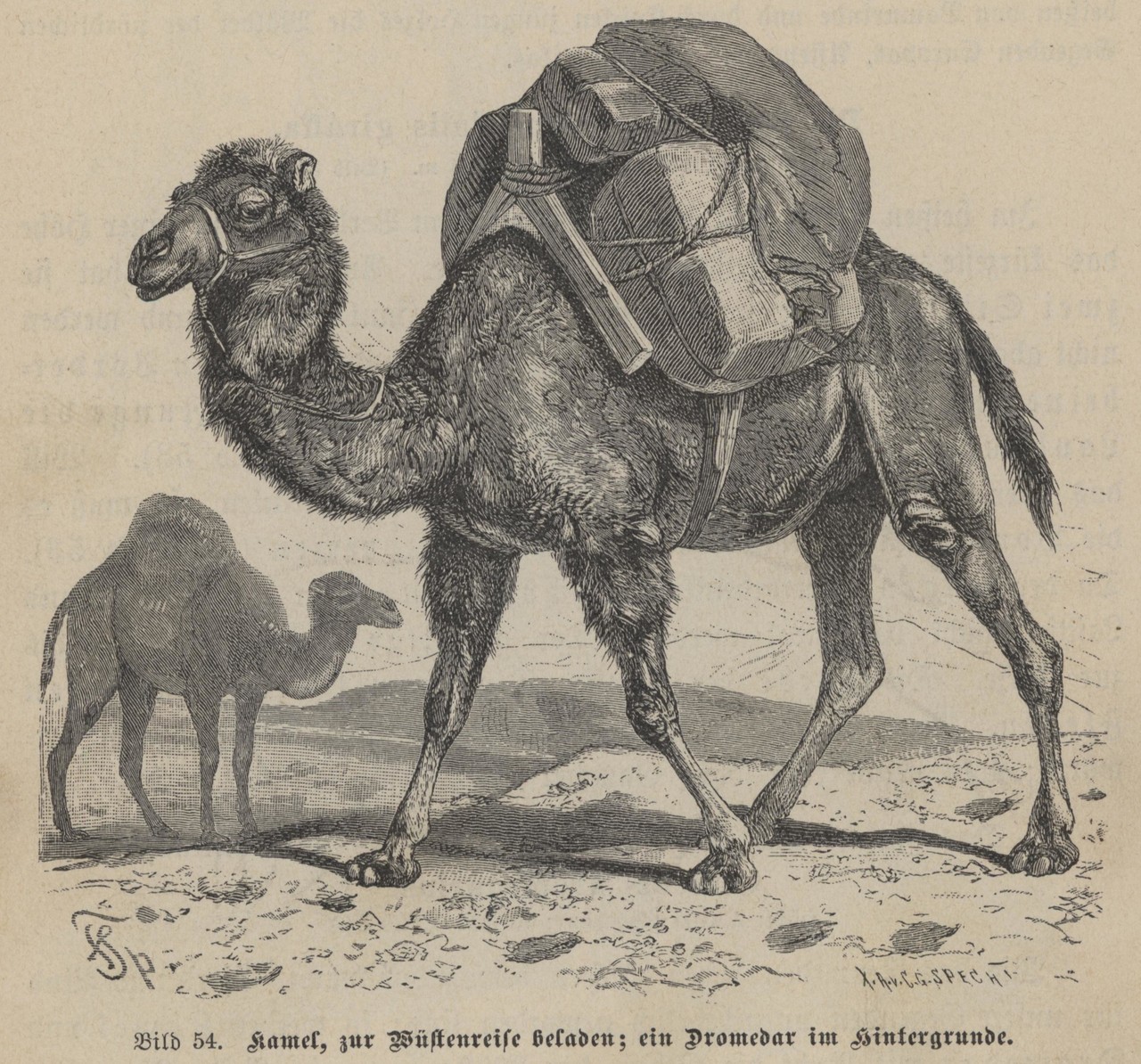 Bild Nr. 54 zeigt laut Bildunterschrift ein „Kamel zu Wüstenreise beladen; ein Dromedar im Hintergrunde“. (Foto: Alltagskulturarchiv)