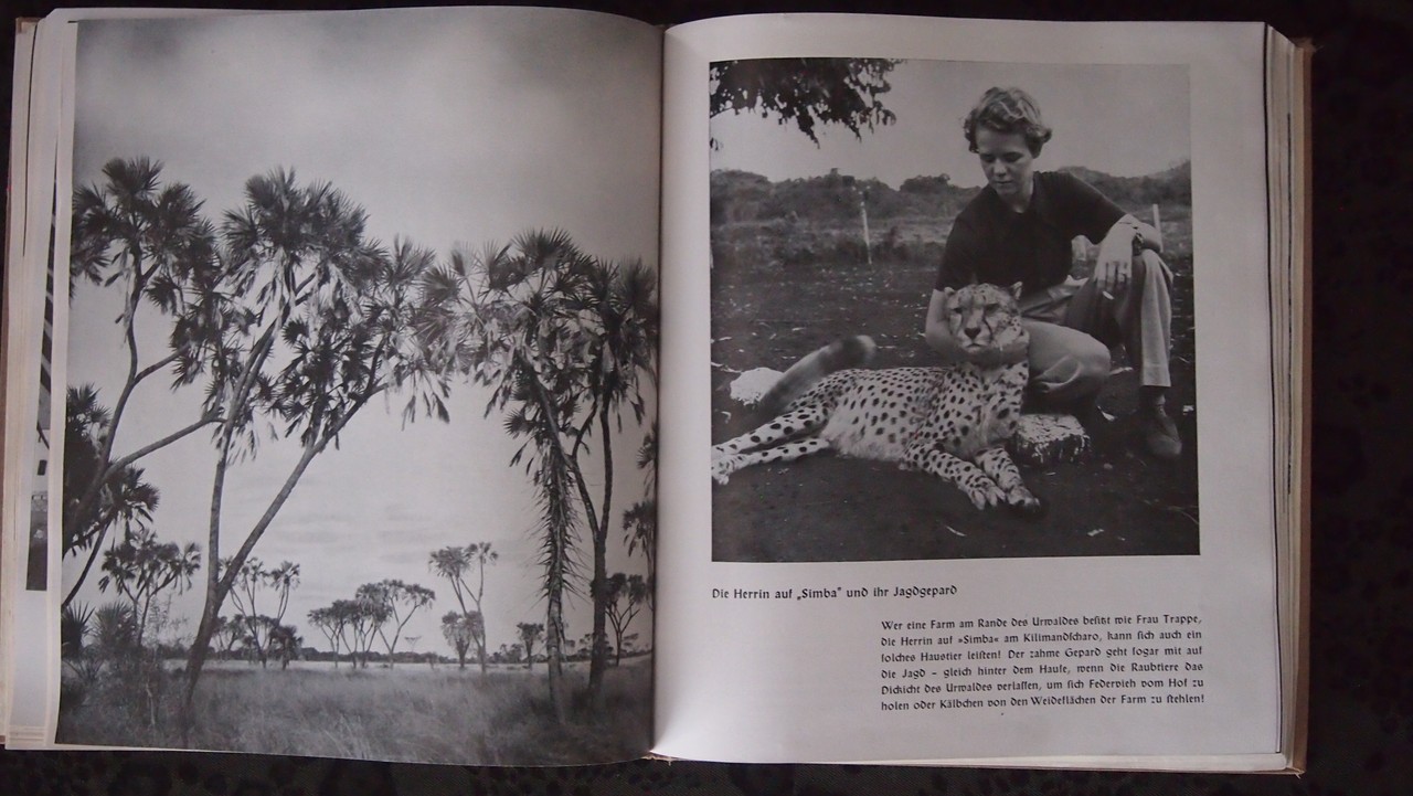 Ein aufgeschlagenes Buch, auf der linken Seite befindet sich ein Foto von Palmen, auf der rechten eine Frau mit einem Jaguar.