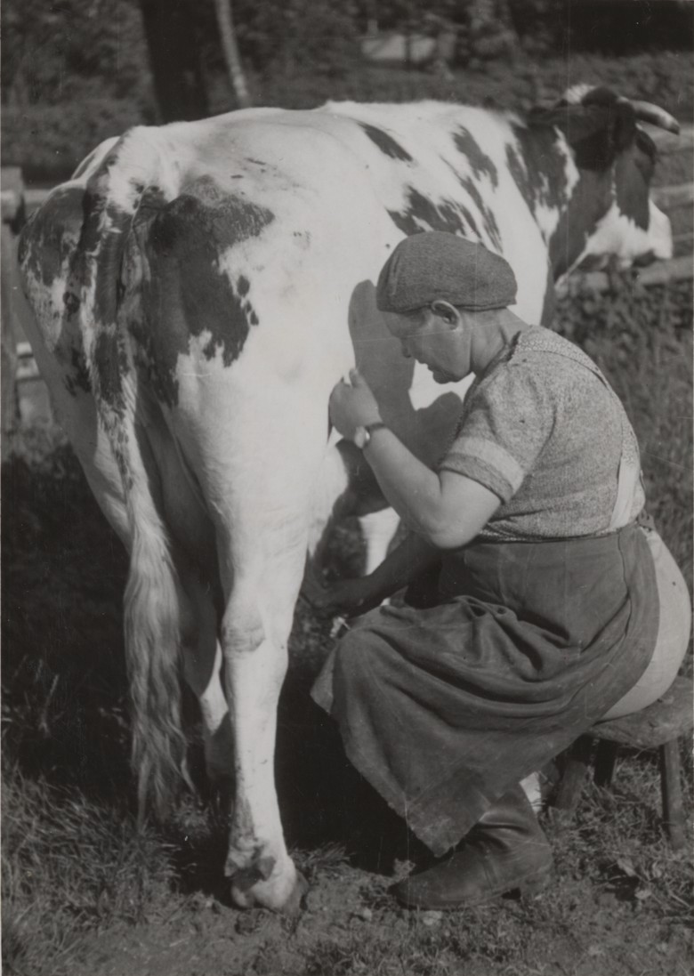 Magd beim Melken, Billerbeck, 1952, Fotograf Adolf Risse, Archiv für Alltagskultur in Westfalen, 0000.02053.
