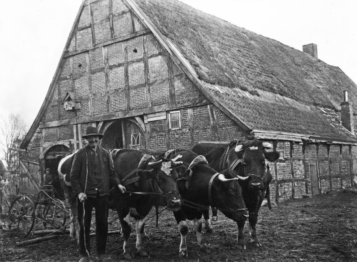 Rinderanspannung vor dem Pflug, Raum Lingen, um 1925 (Bildarchiv Emslandmuseum Lingen)