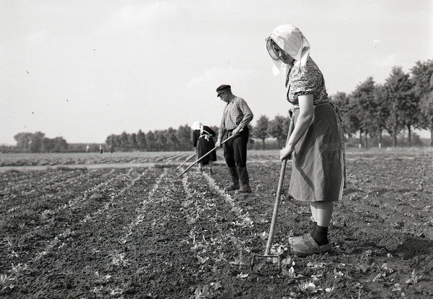 Zu den Handdienstpflichten gehörte unter anderem das Unkrautjäten. Foto: Dr. Herwig Happe. Archiv für Alltagskultur in Westfalen, 2015.00397.