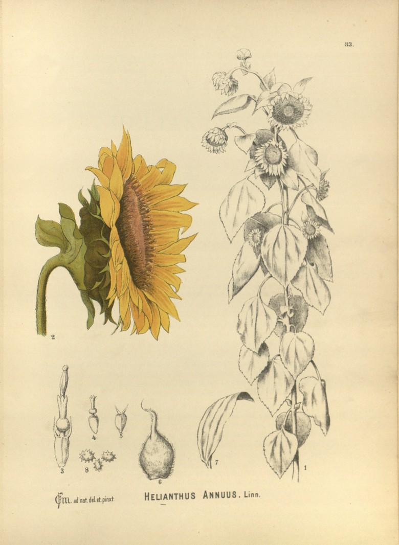 Bild: Darstellung der Sonnenblume, 1892, in: Charles Frederick Millspaugh, Medicinal plants: an illustrated and descriptive guide to plants indigenous to and naturalized in the United States which are used in medicine, their description, origin, history, preparation, chemistry and physiological effects fully described, Philadelphia 1892, Tafel 83.