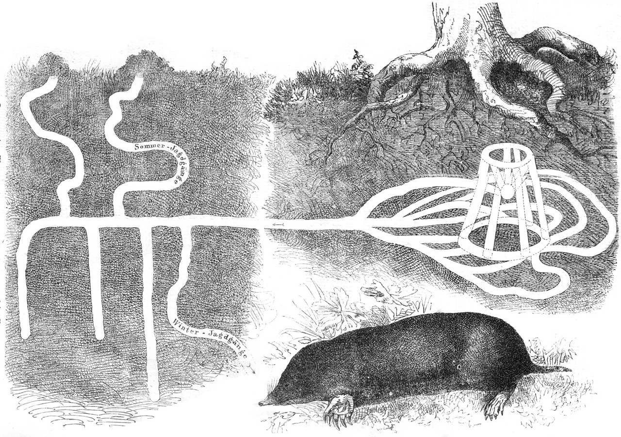 Maulwurf; „Fig. 28. Der gemeine Maulwurf (Talpa europaea, L.) und sein Bau“, aus: Gustav von Hayek, Illustrierter Leitfaden der Naturgeschichte des Thierreiches, Wien 1876.