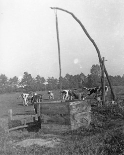 Weidebrunnen für den großen Durst. Foto: Bildarchiv des Emslandmuseums Lingen. (vergrößerte Bildansicht wird geöffnet)