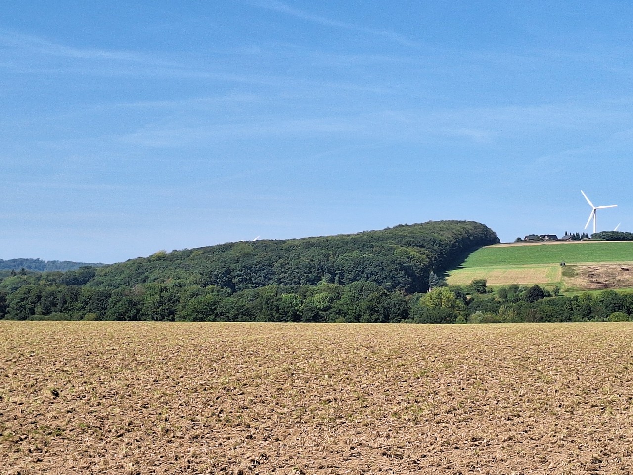 Blick auf den geteilten Salzufler Wald auf dem Hollenhagen aus Richtung Wüsten (Foto: August-Wilhelm König).
