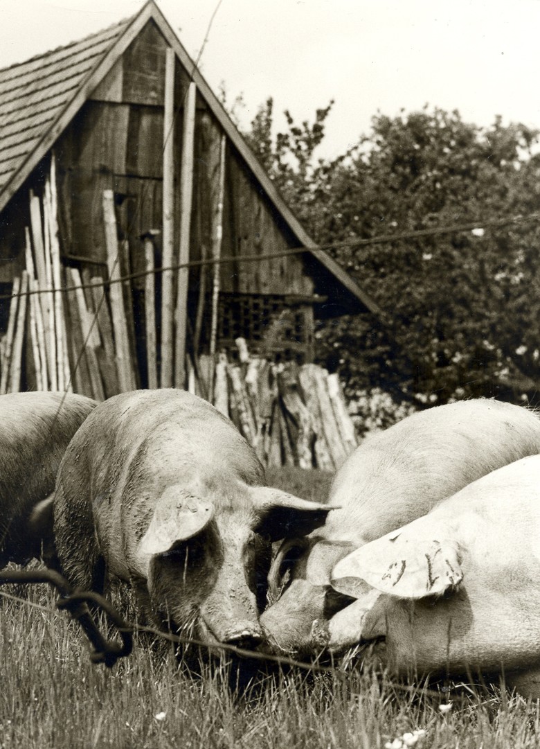 Schweine, Havixbeck 1975, Fotograf: Helmut Orwat, Archiv für Alltagskultur in Westfalen, 2006.00868.
