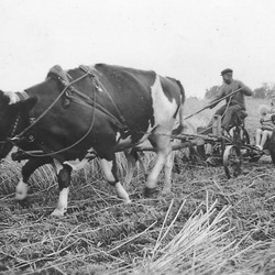 Rinderanspannung vor der Mähmaschine, Burgsteinfurt-Hollich, Hof Nefigmann, um 1930 (Foto: privat) (vergrößerte Bildansicht wird geöffnet)