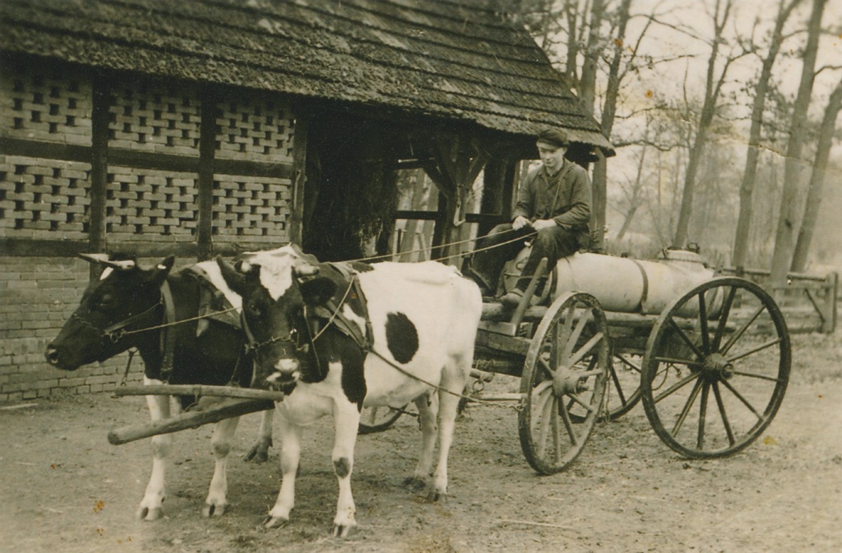 Rinderanspannung beim Kleinbauern Höfschröer in Holthausen bei Lingen, um 1930 (Foto: privat)
