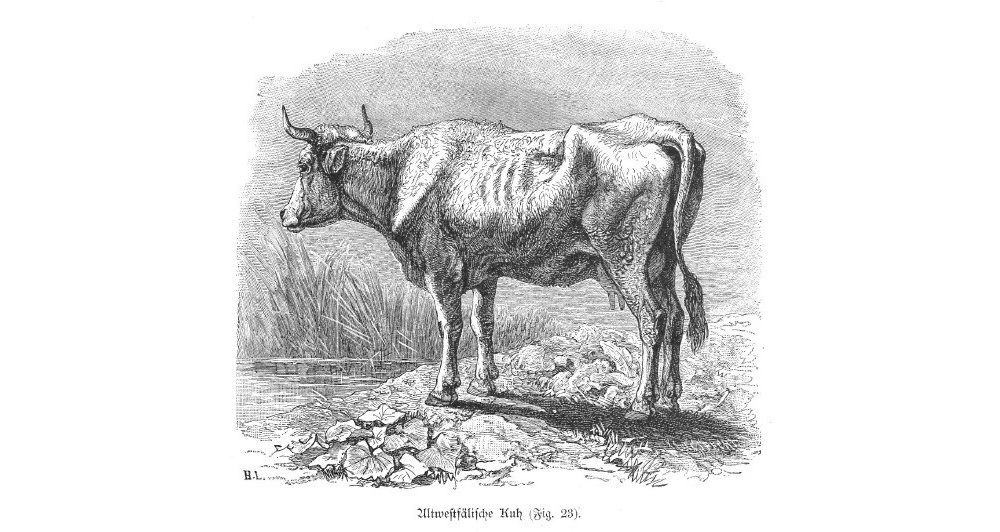 Altwestfälische Kuh. Abbildung aus Hermann Landois, Westfalens Tierleben in Wort und Bild, Bd. 1, Paderborn 1883, S. 101.