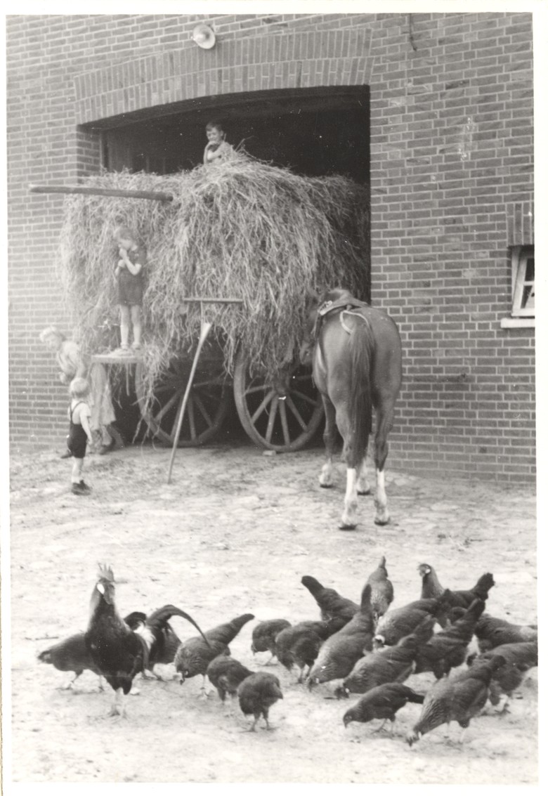Hühnerschar auf einem Hof in Münster-Nienberge, Fotograf: Adolf Risse, 1930–1960, Archiv für Alltagskultur in Westfalen, 0000.04569