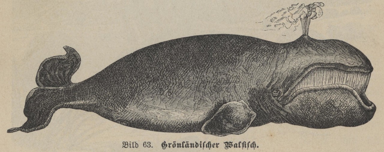 Wale werden in dem Schulbuch als „Seeungetüme“ bezeichnet, deren Tran, Fleisch und Knochen den Walfängern finanzielle Gewinne einbringen, Bild 63. (Foto: Alltagskulturarchiv)