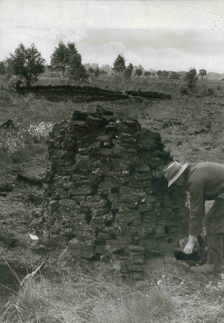 Ein Torfstecher 1956 im Amtsvenn beim „Uptunnen“ des gestochenen Torfs. (Foto: STAV Dep. FAHV Nr. 2105m)