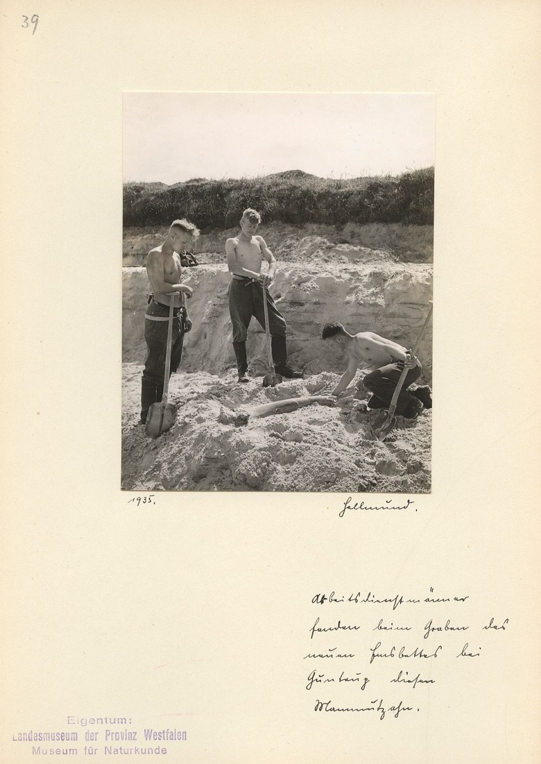 „Arbeitsdienstmänner fanden beim Graben des neuen Emsbettes bei Guntrup diesen Mammutzahn“, 1935 (Foto: Georg Hellmund. LWL-Museum für Naturkunde).