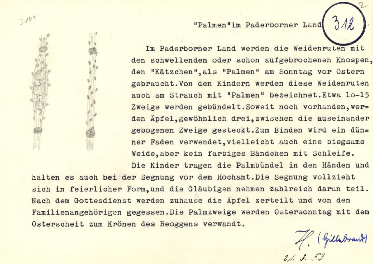 "'Palmen' im Paderborner Land" Ausschnitt des Berichtes von Hermann Hillebrand, Münster, aus dem Jahr 1953, Archiv für Alltagskultur in Westfalen, MS00312.