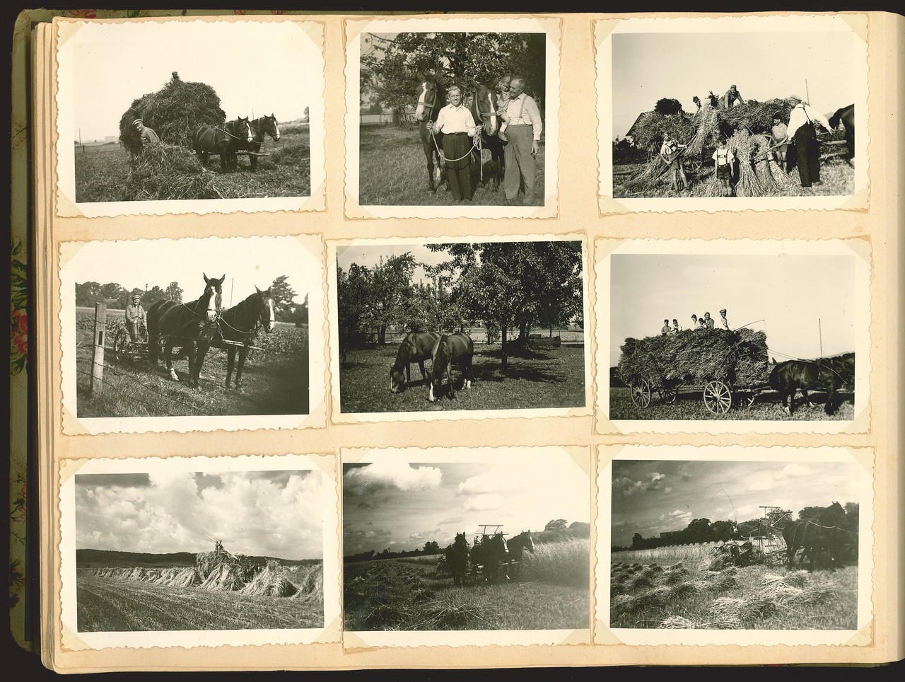 Pferde bei der Feldarbeit. 1930er–1940er Jahre. Archiv für Alltagskultur in Westfalen, Sammlung BF Nr. 1 S22.