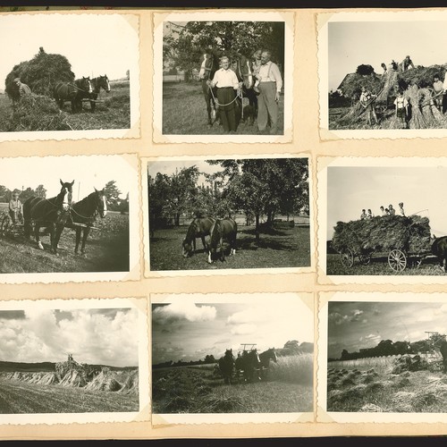 Pferde bei der Feldarbeit. 1930er–1940er Jahre. Archiv für Alltagskultur in Westfalen, Sammlung BF Nr. 1 S22.