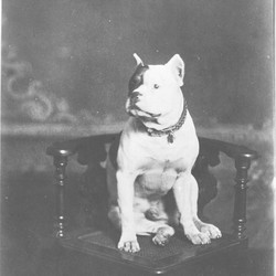 Plommi, der Hund, wurde auf einem Stuhl sitzend in einem Atelier fotografiert. (vergrößerte Bildansicht wird geöffnet)