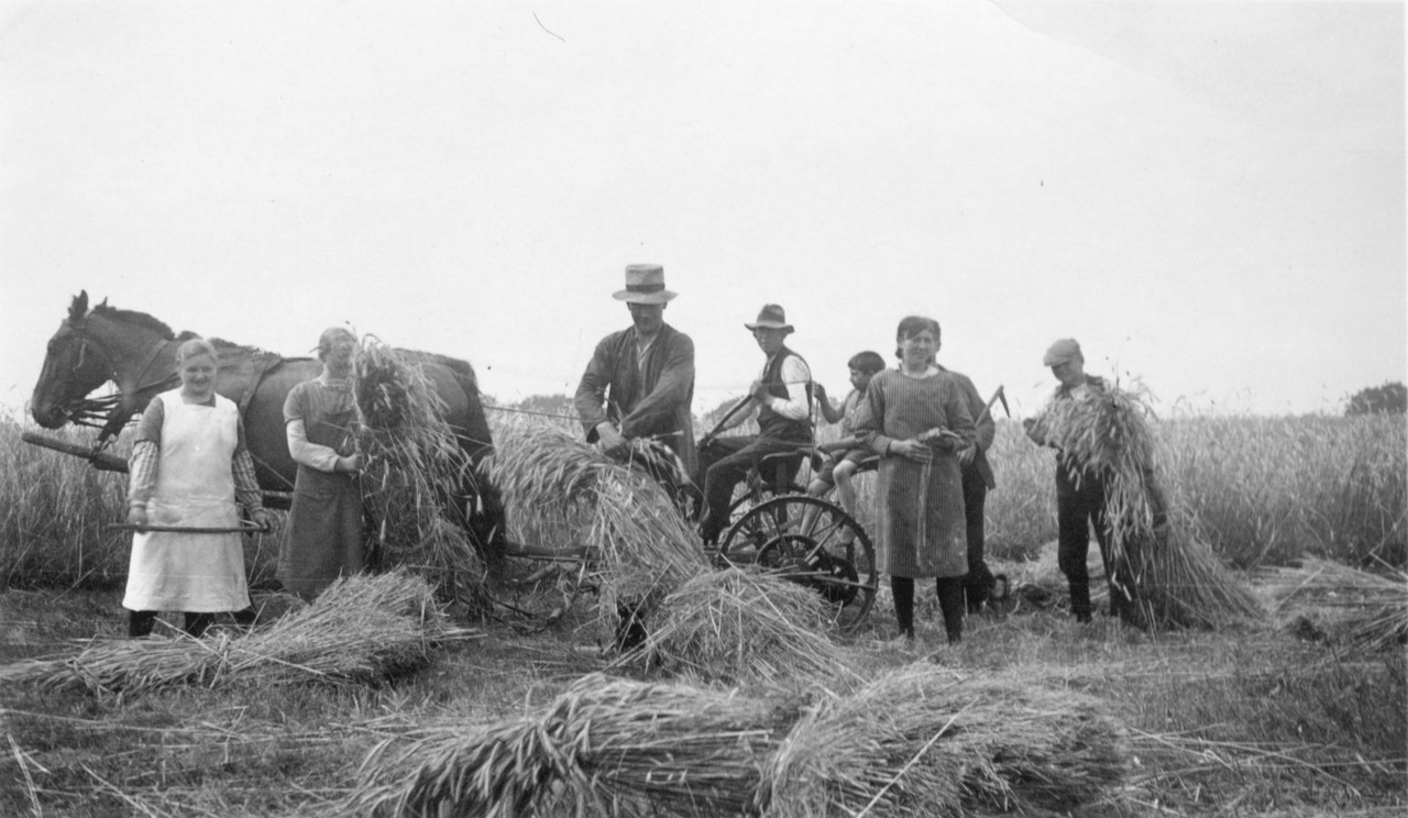 Getreideernte mit der Mähmaschine in Biene, um 1935. Foto: Emslandmuseum Lingen.