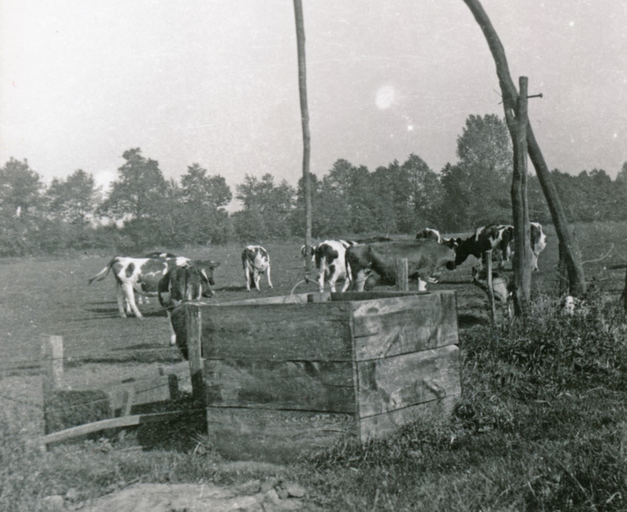 Mancher Weidebrunnen wie hier auf dem Hof Wibbeling in Ostenwalde bei Hopsten fiel im Dürresommer 1959 trocken. Bildarchiv Emslandmuseum Lingen.