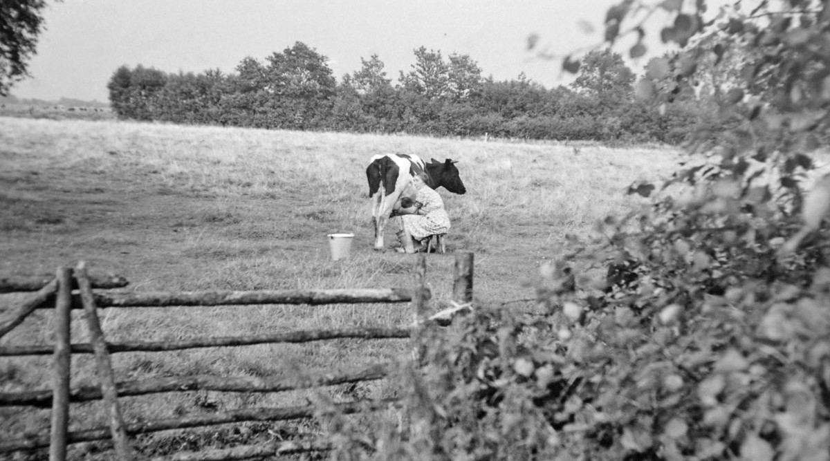 Melken auf der Weide in Schapen, um 1930. Foto: Bildarchiv des Emslandmuseums Lingen.