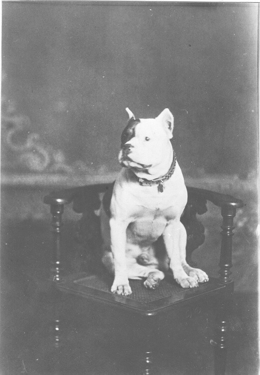 Hund Plommi, Atelieraufnahme, Berlin um 1900, Album Lücke (Archiv für Alltagskultur, Inv.-Nr. 1991.00394)