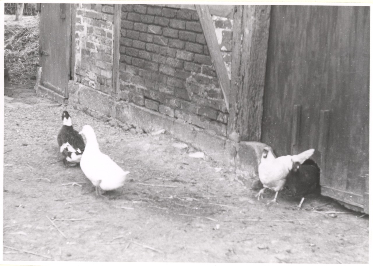 Durch ein Loch in der Dielentür konnten die Hühner des Hofes Niehues in der Nähe Münsters nach draußen gelangen, Fotograf: Adolf Risse, 1958, Archiv für Alltagskultur in Westfalen, 0000.09617.