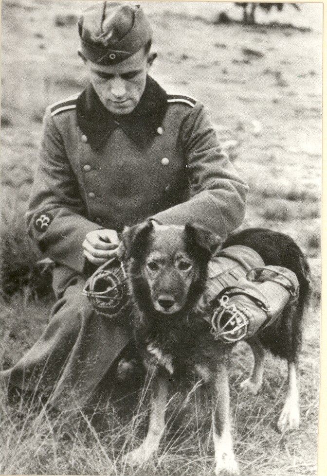 Nicht nur Tauben wurden im Krieg eingesetzt, sondern auch Hunde. Hier ein Hund mit einem "Meldesattel", der zum Transport von Tauben genutzt wurde. Das "B" am Ärmel des Soldaten weist auf seine Tätigkeit als Brieftaubenmeister hin. Foto: 1938 - 1948, Fotograf unbekannt, LWL-Archiv für Alltagskultur.