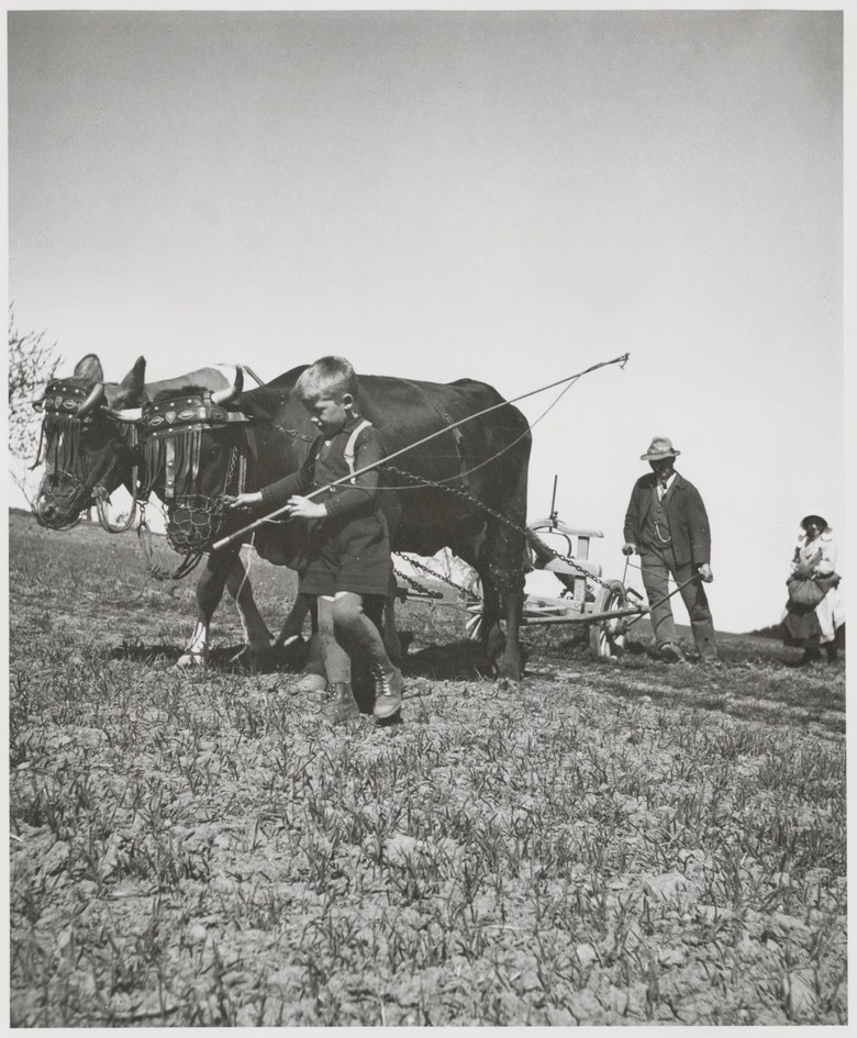 Im Siegerland zogen zwei Rinder einen Kartoffelroder (um 1910 bis 1930) (Foto: Rudolf Lindemann, Einbeck, Archiv für Alltagskultur, 0000.00273).