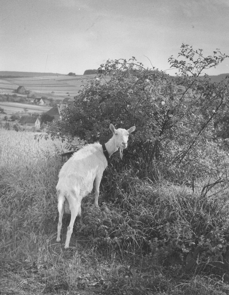 Die Idylle trügt: Den ravensbergischen Landesherren waren  an Bäumen und Büschen knabbernde Ziegen ein Dorn im Auge. (Foto: Karl Franz Klose, o.D., Eggegebirge, Archiv für Alltagskultur, Sign. 2005.03422).