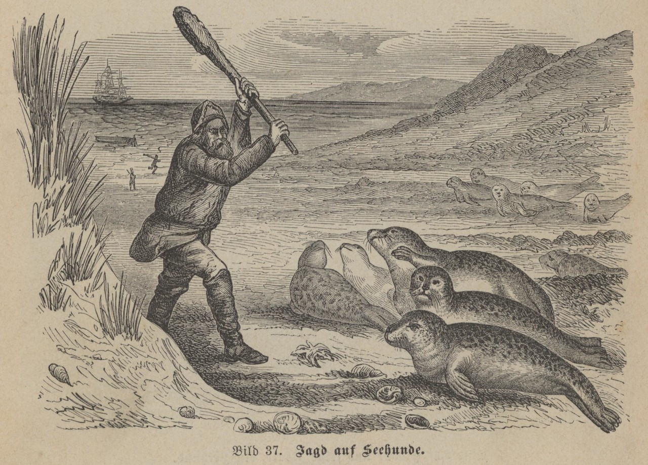„Jagd auf Seehunde“ lautete die originale Bildunterschrift unter dieser Zeichnung, Bild 37. (Foto: Alltagskulturarchiv)