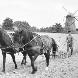 Auch das Pflügen der Äcker des Stifts Levern war ursprünglich Aufgabe der Sunderaner Bauern gewesen. Hier ist ein Landwirt aus dem Kreis Coesfeld zu sehen.  Foto: Dr. Herwig Happe. Archiv für Alltagskultur in Westfalen, 2005.00230. (vergrößerte Bildansicht wird geöffnet)