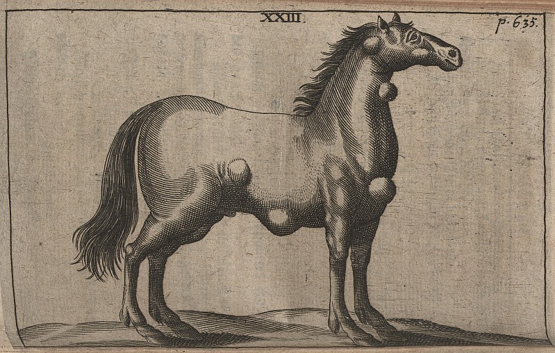 Ein Pferd mit Beulenpest, Kupferstich.