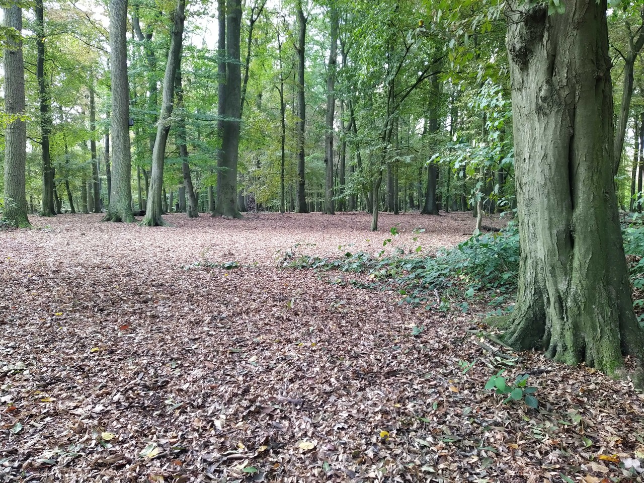 Um die Nutzung des im Herbst herabfallenden Laubes gab es im 18. Jahrhundert mancherorts erbitterte Auseinandersetzungen (Foto: Cantauw).