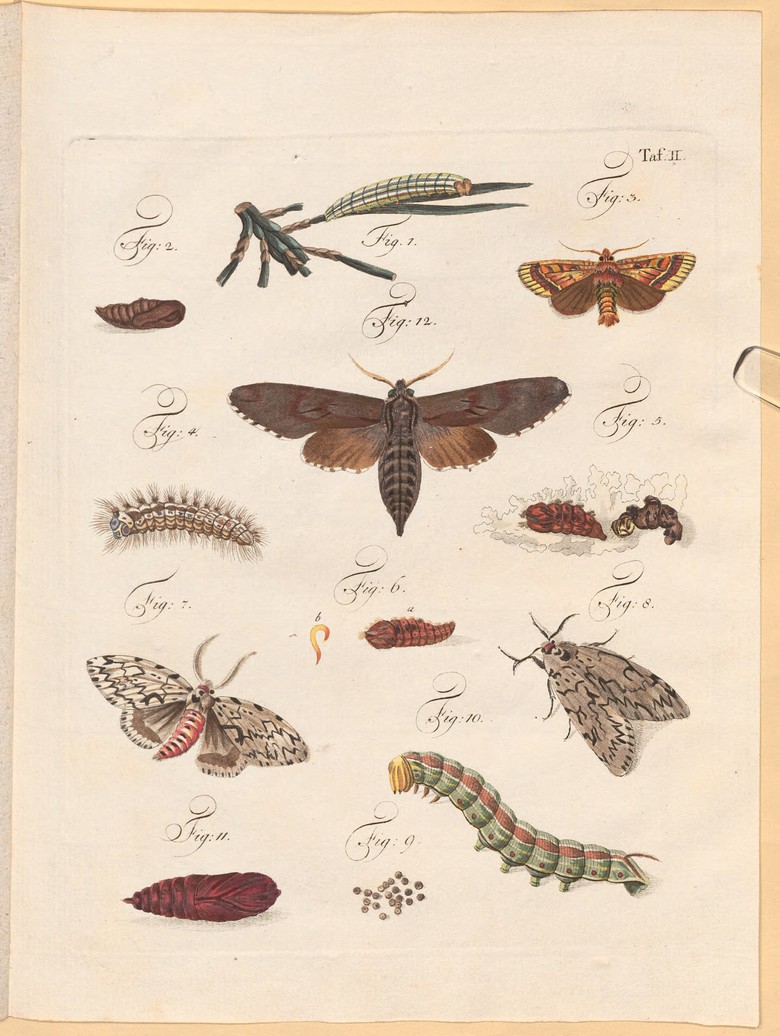 Bildtafel II aus Carl Wilhelm Hennert: Ueber den Raupenfraß und Windbruch..., Leipzig 1798.