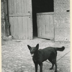 Hofhund, Archiv für Alltagskultur in Westfalen, 0000.17253. (vergrößerte Bildansicht wird geöffnet)