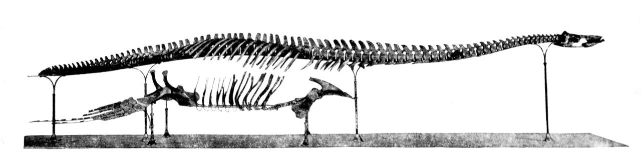 Das 1912 präparierte Skelett des Brancasaurus. Abbildung aus: Theodor Wegner: „Brancasaurus Brancai“, Tafel V, Leipzig 1914. Foto: Geomuseum Münster.