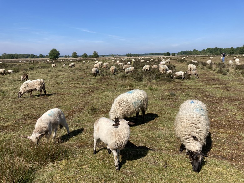 Heideschäfer (Foto Andreas Eiynck).