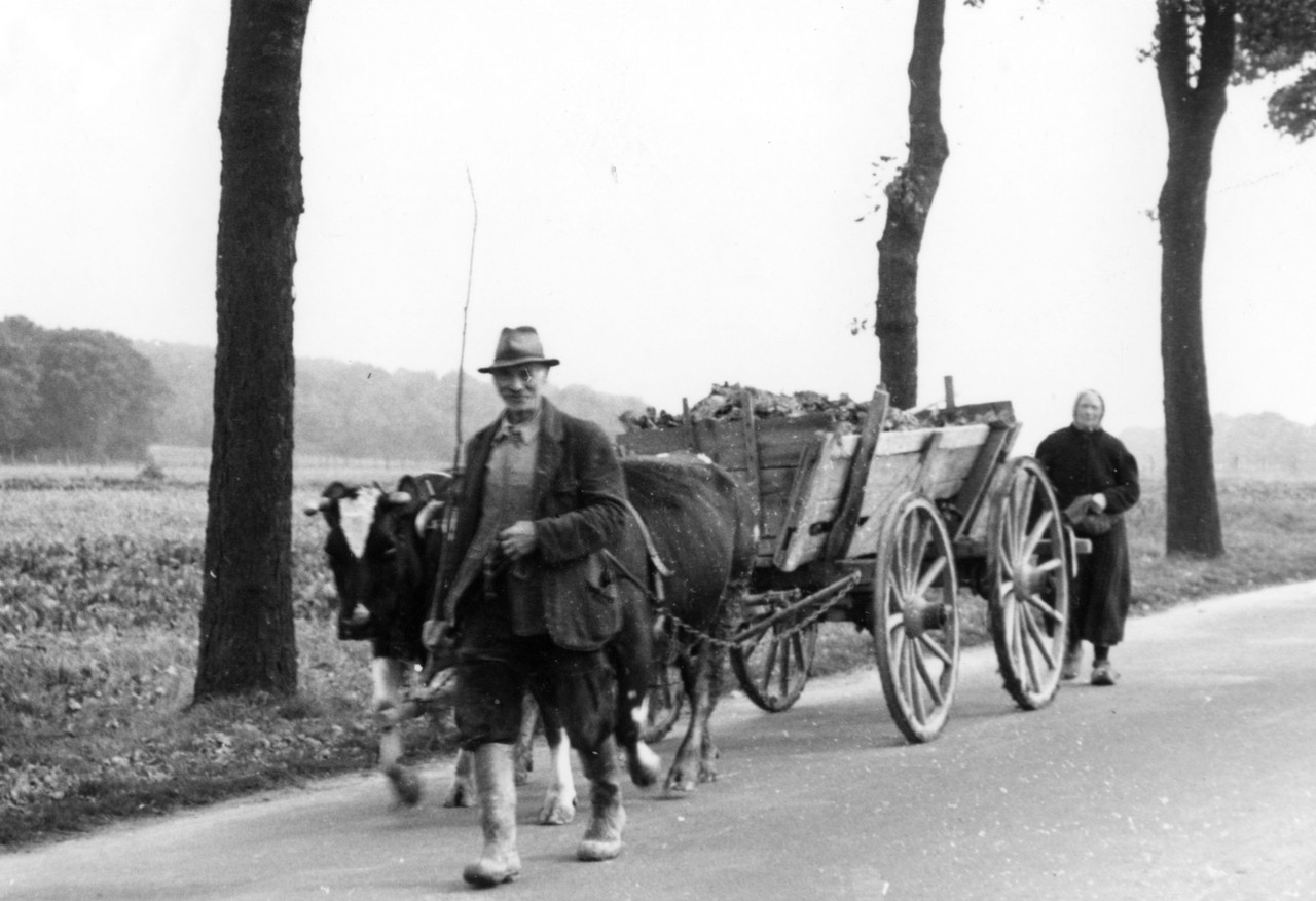 1952 war in Nottuln im Münsterland ein Kuhgespann bei der Feldarbeit zu sehen (Foto: Adolf Risse, Münster-Nienberge, Archiv für Alltagskultur, 0000.01881).