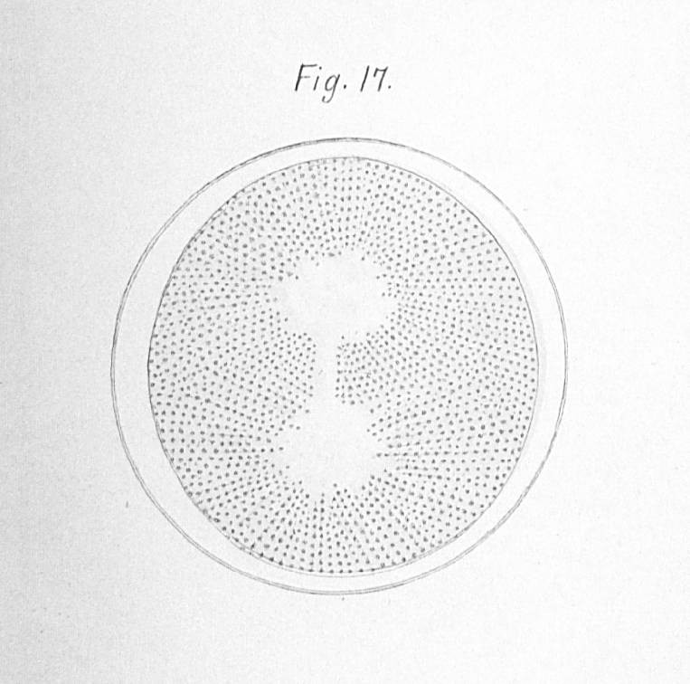 Das kaum einen Millimeter große durchsichtige Ei eines Seeigels, wenige Minuten nach seiner Befruchtung, am Mikroskop gezeichnet von Oskar Hertwig 1875. [Bildquelle: Hertwig, Oscar, Beiträge zur Kenntniss der Bildung, Befruchtung und Theilung des thierischen Eies, in: Morphologisches Jahrbuch. Eine Zeitschrift für Anatomie und Entwicklungsgeschichte 1 (1876), Tafel XII]