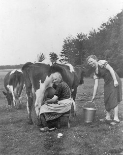 Melken auf der Weide. Foto: Bildarchiv des Emslandmuseums Lingen. (vergrößerte Bildansicht wird geöffnet)