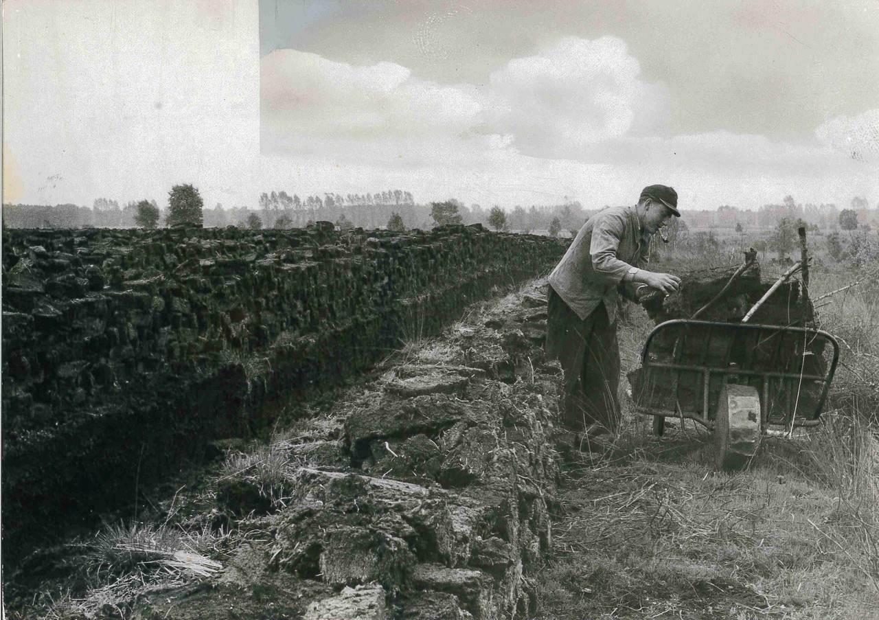 Ein Torfarbeiter 1956 im Amtsvenn bei der Torfabfuhr mit einer Schiebkarre. Die mit Draht befestigten Zweige sollen ein Herabfallen der Torfsoden verhindern. (Foto: STAV Dep. FAHV Nr. 2105z1)