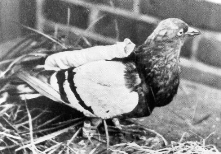 Brieftaube mit Depeschenhülse und Rückensäckchen: Brieftauben wurden im Kriegsgeschehen zum Überbringen von Nachrichten eingesetzt. Fotograf unbekannt, Datierung ca. 1914 - 1918, LWL-Archiv für Alltagskultur.
