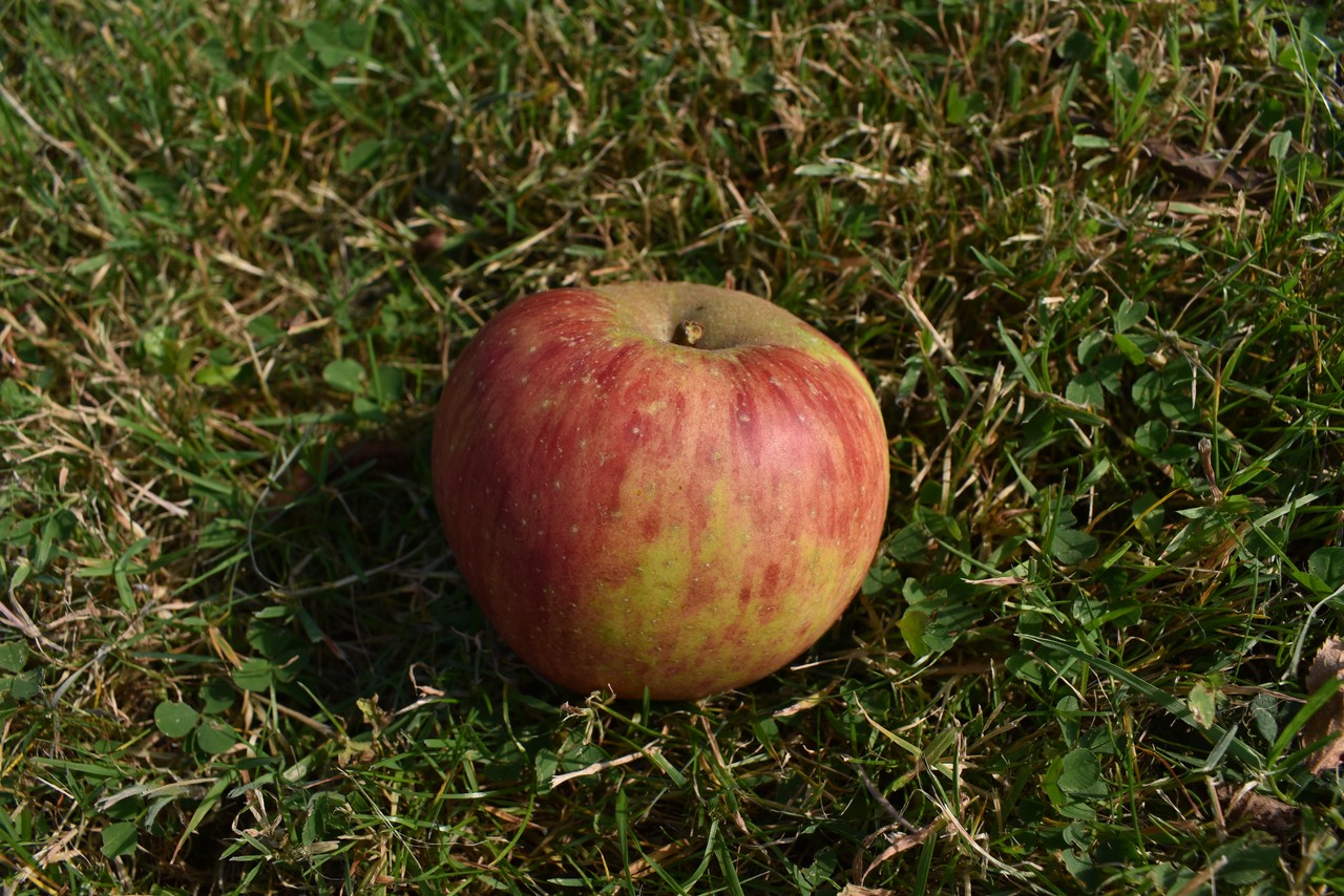 Kaiser-Wilhelm-Apfel, Foto: Sebastian Schröder, 2020.